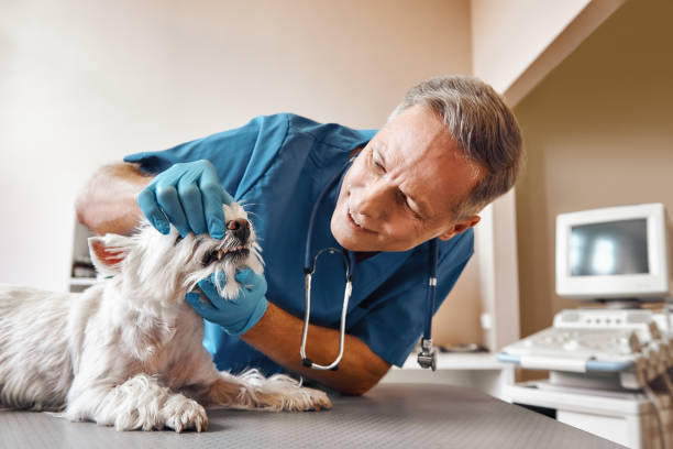 Best Weekend Emergency Dentist in Clay City, IN